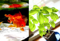 野菜と魚を育てるアクアポニックスの写真