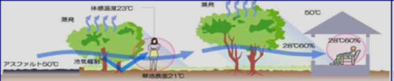 緑地の気象緩和機能
