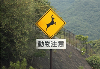 対”獣”交通事故の写真