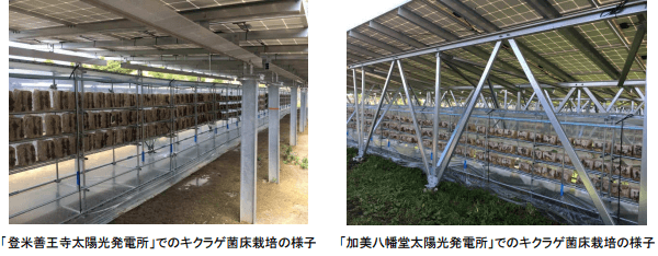 ソーラーシェアリングでのキクラゲ栽培、(左)「登米善王寺太陽光発電所」(右)「加美八幡堂太陽光発電所」
