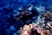 海洋汚染問題と海がもたらす影響の写真